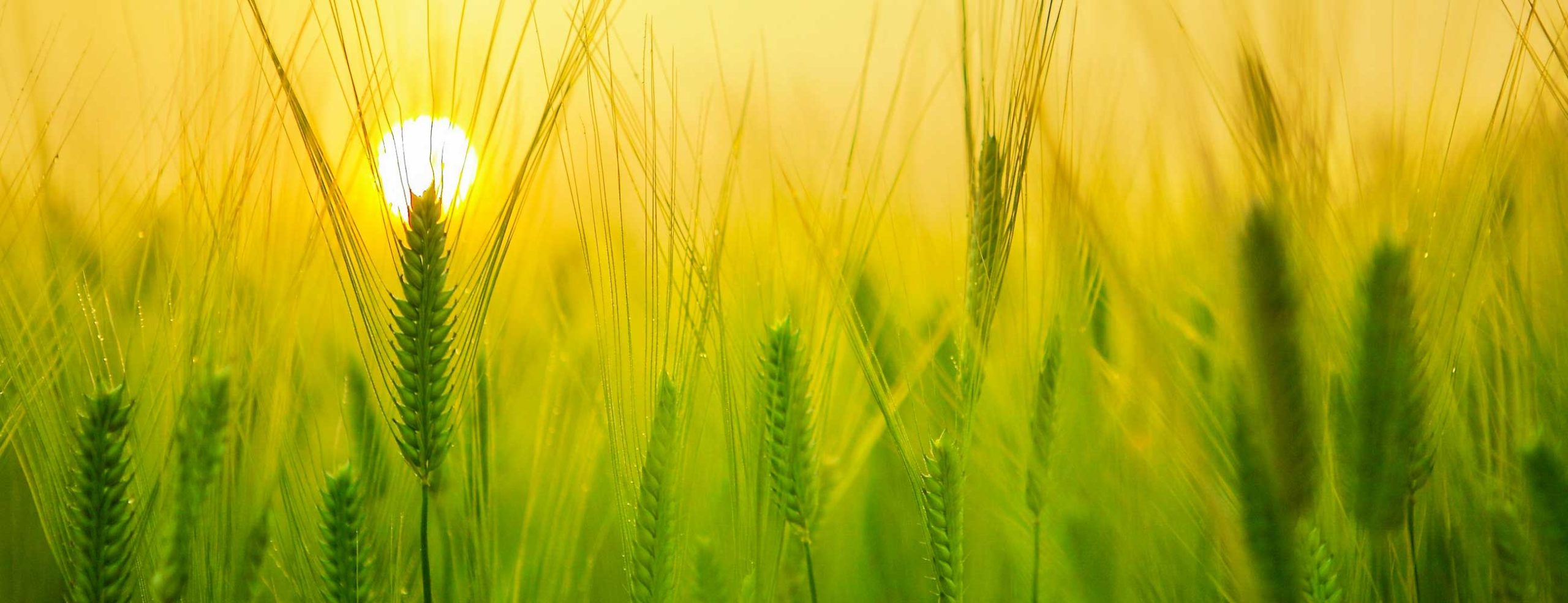 Sun rising over a field of barley.